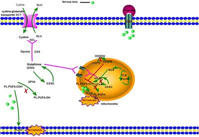 Ferroptosis plays a novel role in nonalcoholic steatohepatitis pathogenesis